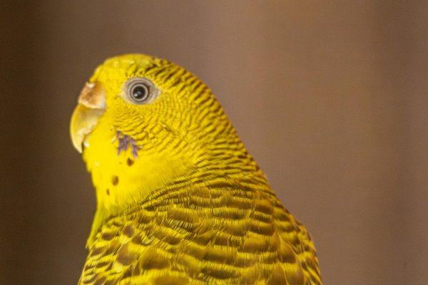 Welche Rolle spielen Tiere in terrestrischen Nahrungsnetzen?