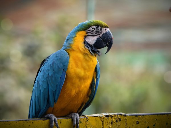 Welche Hunderassen sind besonders kinderfreundlich?