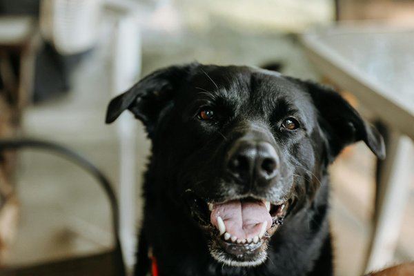 Welche Hundesportarten sind für aktive Tiere zu empfehlen?